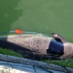 opt sturioni si un delfin prinsi in plase eliberati in mediul natural de catre politistii de frontiera 6874c294b49a1