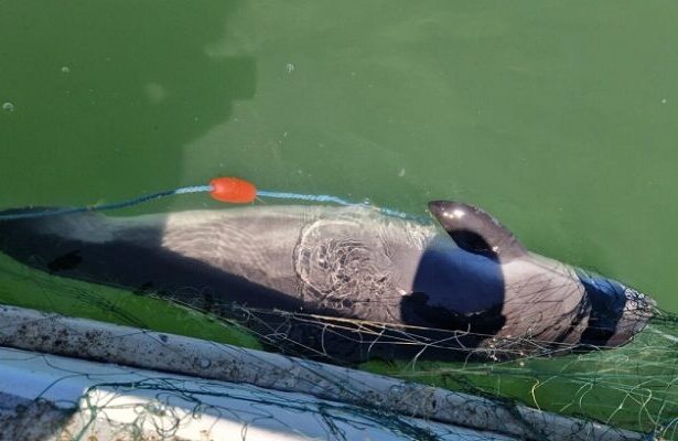 opt sturioni si un delfin prinsi in plase eliberati in mediul natural de catre politistii de frontiera 6874c294b49a1