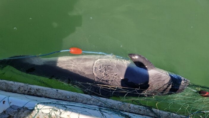 opt sturioni si un delfin prinsi in plase eliberati in mediul natural de catre politistii de frontiera 6874c294b49a1