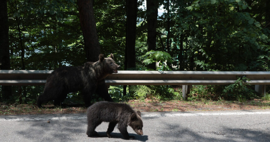 puii ursoaicei impuscate pe transfagarasan nu au fost gasiti sanctuarul din zarnesti spune ca nu i a preluat 686d8117c2f5c