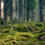 romsilva tribunalul mures a desfiintat decizia prin care se retrocedau 43 227 hectare de paduri in bacau 68877e1953f7f