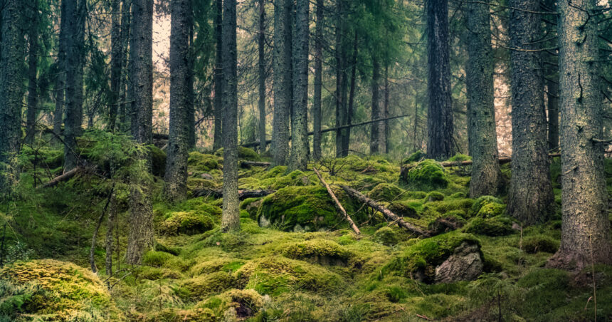 romsilva tribunalul mures a desfiintat decizia prin care se retrocedau 43 227 hectare de paduri in bacau 68877e1953f7f
