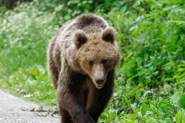 un urs a fost observat in zona cascadei duruitoarea din masivul ceahlau turistii avertizati prin mesaj ro alert 68695b87dad38