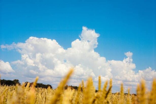 uniunea europeana a majorat cotele de import pentru anumite produse agricole din ucraina 6867ac8819fbb