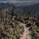 video cum alimenteaza schimbarile climatice incendiile de vegetatie din europa aproape 230 000 de hectare facute scrum in decursul a 6 luni 68773383e5422