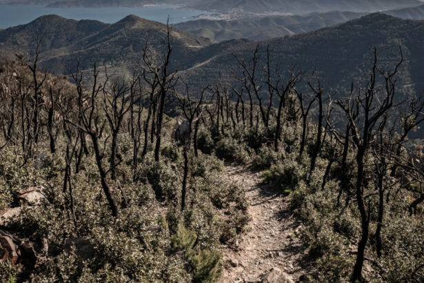video cum alimenteaza schimbarile climatice incendiile de vegetatie din europa aproape 230 000 de hectare facute scrum in decursul a 6 luni 68773383e5422