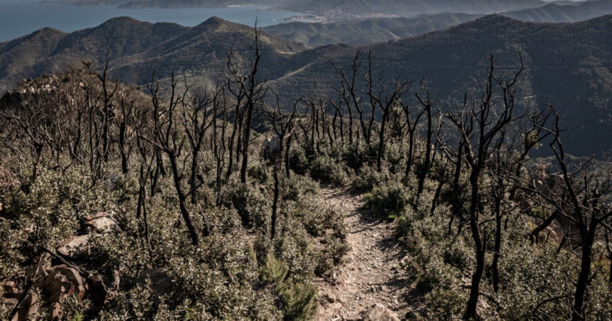 video cum alimenteaza schimbarile climatice incendiile de vegetatie din europa aproape 230 000 de hectare facute scrum in decursul a 6 luni 68773383e5422