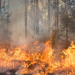 video peste 100 de incendii de vegetatie in bulgaria focul a distrus paduri si locuinte spun autoritatile locale 68869117686b9