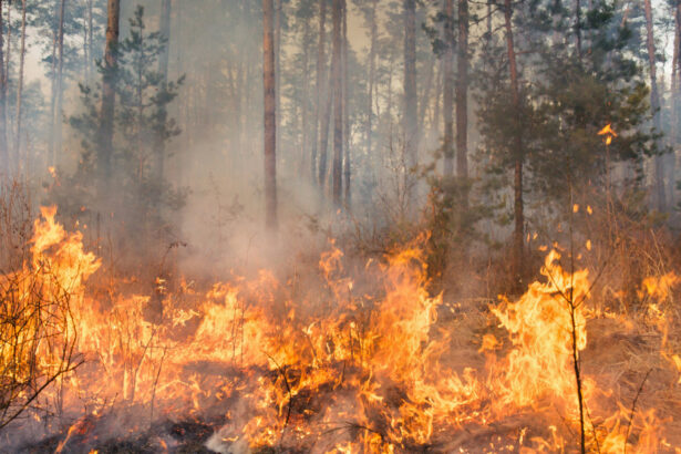 video peste 100 de incendii de vegetatie in bulgaria focul a distrus paduri si locuinte spun autoritatile locale 68869117686b9