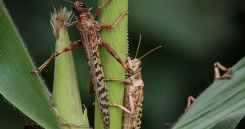 video roiuri de lacuste au invadat sudul ucrainei autoritatile de la kiev dau vina pe rusia 68878ed9e8b86