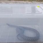 video sarpe descoperit intr un parc din mangalia jandarmii au intervenit si l au eliberat in natura 68775feea3f50