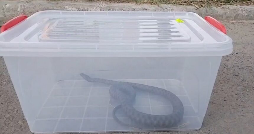 video sarpe descoperit intr un parc din mangalia jandarmii au intervenit si l au eliberat in natura 68775feea3f50