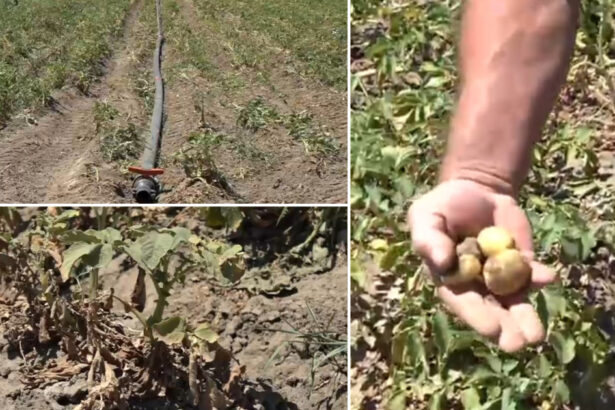 video sunt uscati niciun pic de umezeala disperare printre agricultori dupa ce seceta a afectat puternic si culturile de cartofi 6869f60df3449