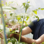 video vacanta la cules de rosii in solariile liceelor agricole ce profit anual ajung sa obtina scolile din vanzarea propriilor legume 687f64c129cdd
