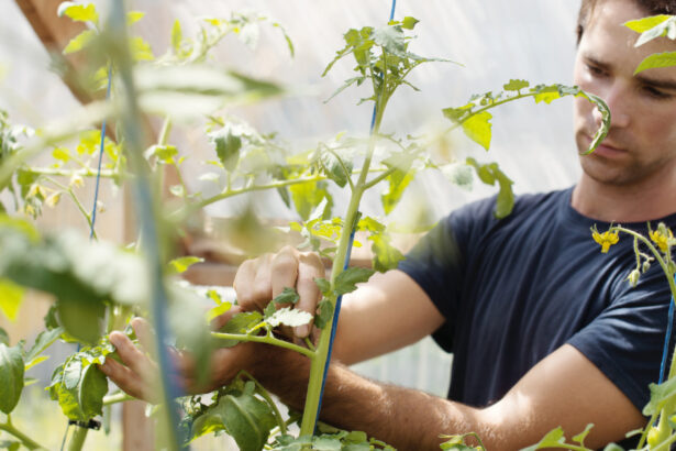 video vacanta la cules de rosii in solariile liceelor agricole ce profit anual ajung sa obtina scolile din vanzarea propriilor legume 687f64c129cdd