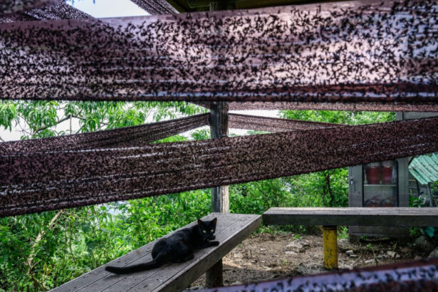 videofoto coreea de sud invadata de lovebugs insectele au acaparat trasee montane si au terorizat turisti localnicii exasperati 686a3cfca2a6f