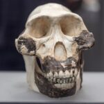 adn ul homininilor disparuti ar fi putut ajuta primii oameni sa supravietuiasca 68af1256ae52a