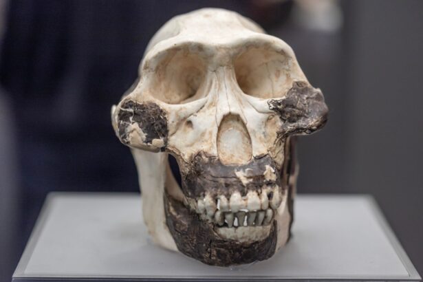 adn ul homininilor disparuti ar fi putut ajuta primii oameni sa supravietuiasca 68af1256ae52a