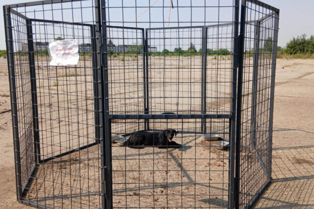 aspa foloseste o noua metoda de capturare a cainilor fara stapan in bucuresti ce este tarcul capcana 689317ff5e71c