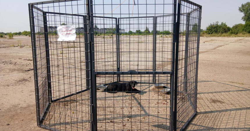 aspa foloseste o noua metoda de capturare a cainilor fara stapan in bucuresti ce este tarcul capcana 689317ff5e71c