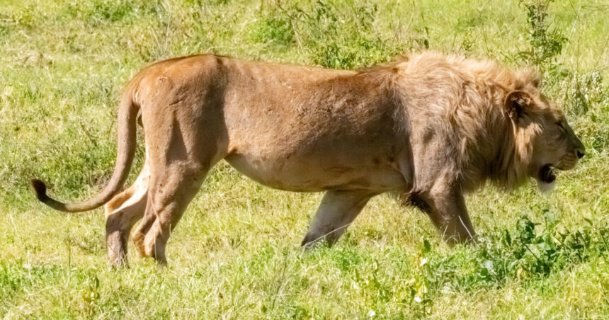 blondie un leu aflat in centrul unui studiu al universitatii oxford a fost ucis de vanatorii de trofee in africa 688f0b2e27f5d
