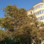 cod galben de intensificari ale vantului in dobrogea 68a81477977eb