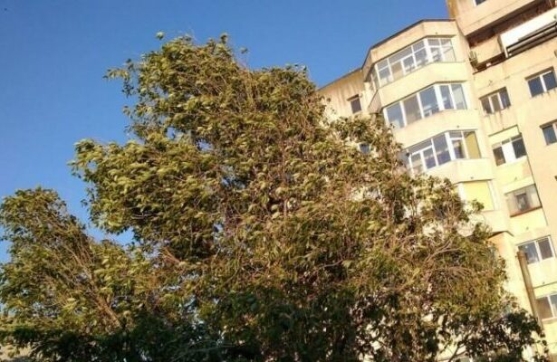 cod galben de intensificari ale vantului in dobrogea 68a81477977eb