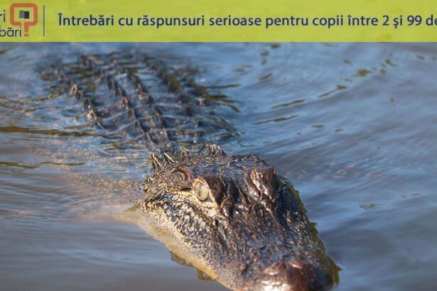 de ce aligatorii mananca pietre 688e3232d0c8b