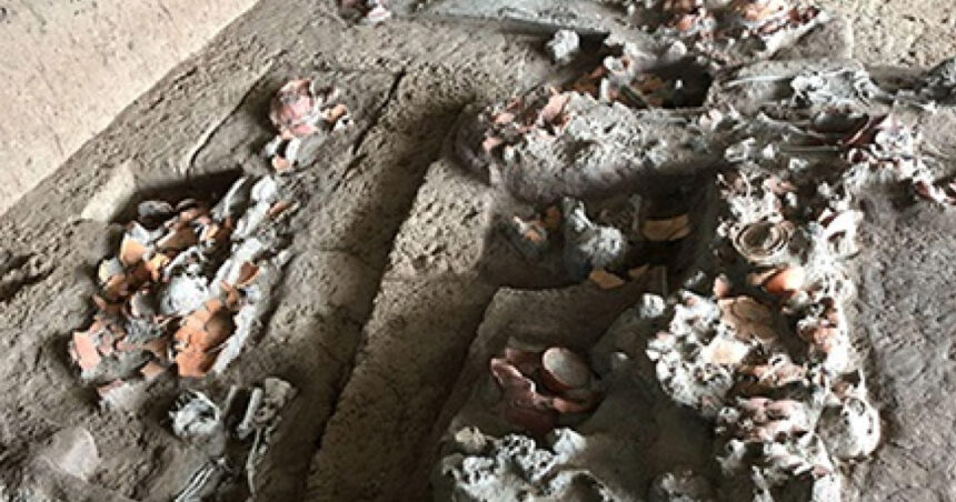 foto descoperire rara dinti vechi de 4 000 de ani arata ca oamenii consumau nuci cu efecte psihoactive 6890517b82a37