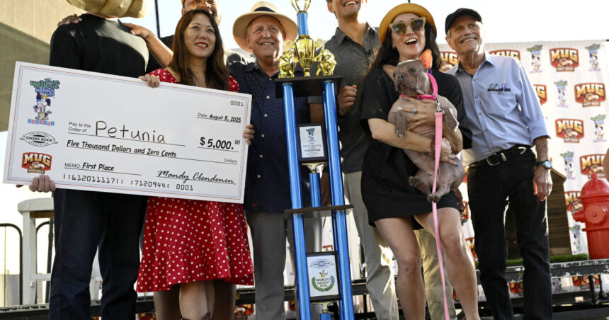 galerie foto un bulldog francez fara par a fost declarat cel mai urat caine din lume petunia a castigat un premiu de 5 000 de dolari 68976478c1850