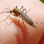 inca o persoana ucisa in italia de west nile la cat a ajuns bilantul total al celor care au murit din cauza temutului virus 6890f30e928ea