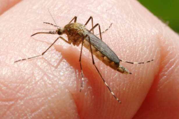 inca o persoana ucisa in italia de west nile la cat a ajuns bilantul total al celor care au murit din cauza temutului virus 6890f30e928ea