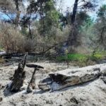 incendiu de vegetatie uscata si fond forestier in zona sireasa din delta dunarii 68a423f103d9c