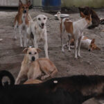 india revine asupra deciziei de a aduna de pe strazi cainii vagabonzi din new delhi 68a8962de4567