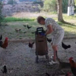 invazia gainilor intr un oras turistic din spania sunt sute de pasari iar autoritatile nu reusesc sa scape de ele 68a86f4ae8d4a