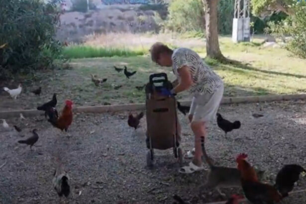 invazia gainilor intr un oras turistic din spania sunt sute de pasari iar autoritatile nu reusesc sa scape de ele 68a86f4ae8d4a