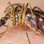 italia 12 morti in urma infectarii cu virusul west nile 689255f9ccc47