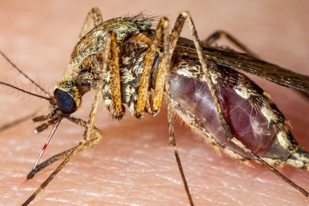 italia 12 morti in urma infectarii cu virusul west nile 689255f9ccc47