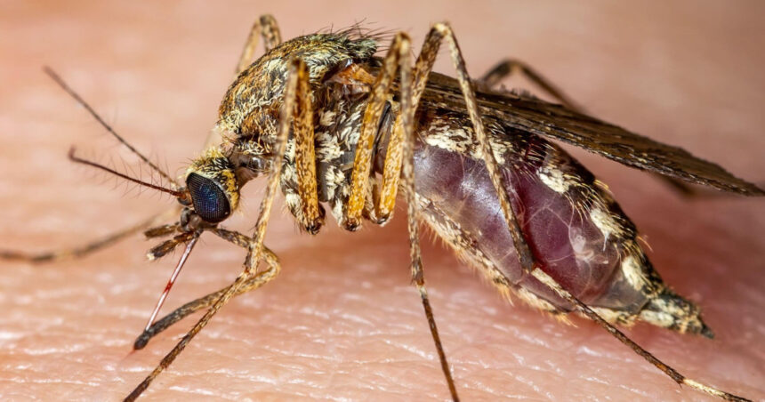 italia 12 morti in urma infectarii cu virusul west nile 689255f9ccc47
