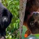 maimute si lilieci care se prabusesc morti din copaci caldura extrema ucide miliarde de animale din habitate neatinse de om 68a6a91a9353e