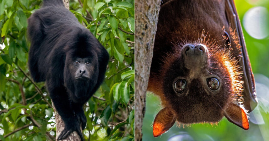 maimute si lilieci care se prabusesc morti din copaci caldura extrema ucide miliarde de animale din habitate neatinse de om 68a6a91a9353e