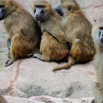 masacrul babuinilor din nurnberg gradina zoologica germana a hranit leii cu carnea primatelor sacrificate 6890f30a6d746