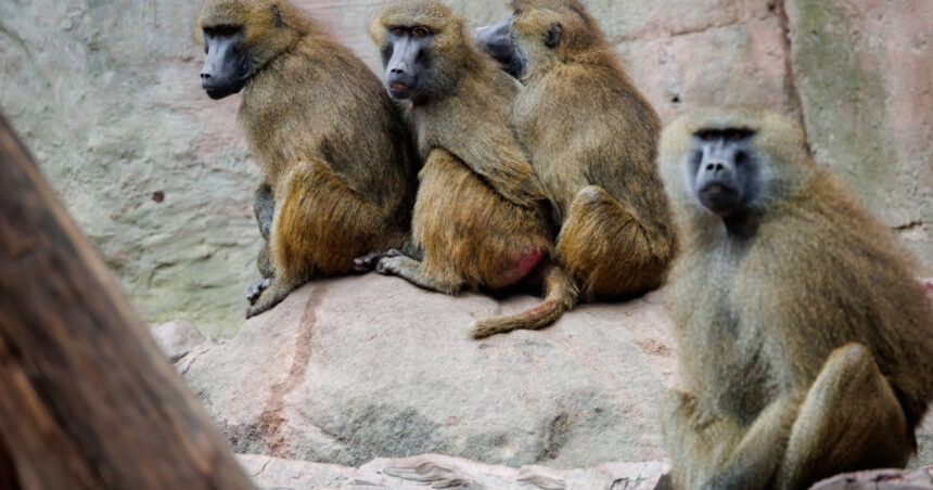 masacrul babuinilor din nurnberg gradina zoologica germana a hranit leii cu carnea primatelor sacrificate 6890f30a6d746