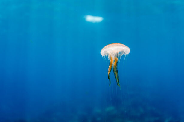 meduzele au oprit o centrala nucleara din franta cum s a intamplat incidentul 6899e7ba1fbb6