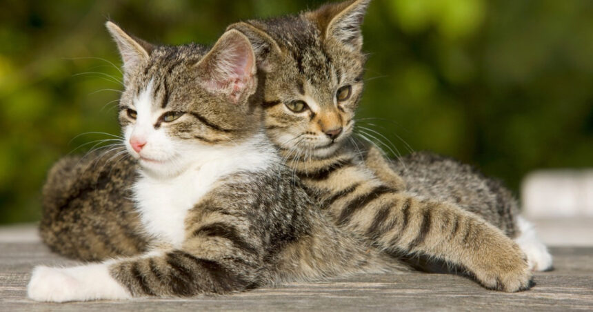 mii de pisici comune cu sau fara stapan vor fi sterilizate gratuit de autoritatile din bucuresti proiectul a fost adoptat 68b1c26ec076e