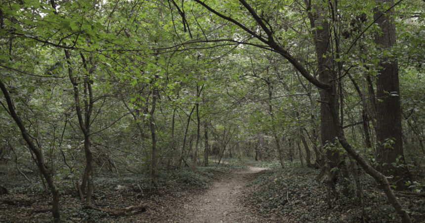 ministra mediului organizeaza o dezbatere cu bucurestenii privind padurea baneasa trebuie sa fie arie naturala protejata 68b3ffaec8750