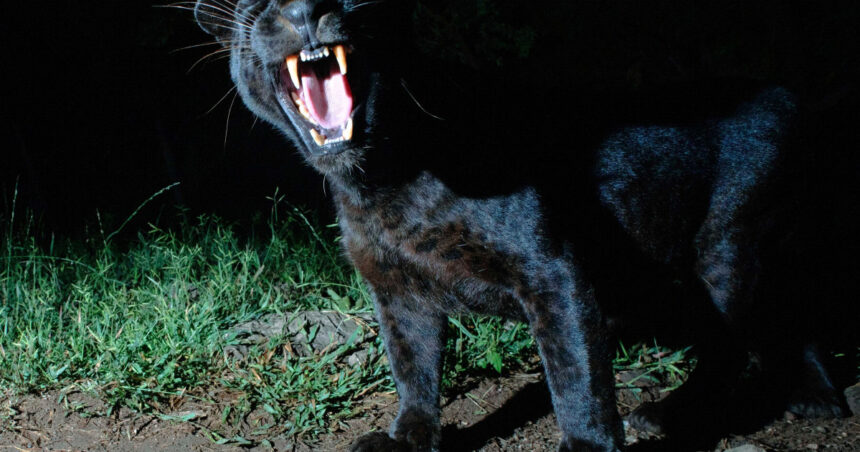 misterioasa pantera neagra provoaca din nou alerta in bulgaria ar fi fost vazuta aproape de granita cu romania 68b0a176536e8