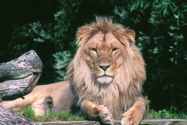 o gradina zoologica din danemarca face apel catre oameni sa i doneze animalele de companie pentru a si hrani pradatorii cu ele 6891a00bdb648