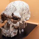 o schimbare in alimentatia stramosilor preistorici a condus la evolutia fizica a oamenilor 6898a1f22049e