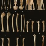 o specie unica in lume a fost descoperita pe insule din oceanul pacific 68a5fafe568ad